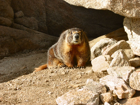 This marmot stayed right next to us during our pause 
 Far enough to quickly escape if anyone moved any closer